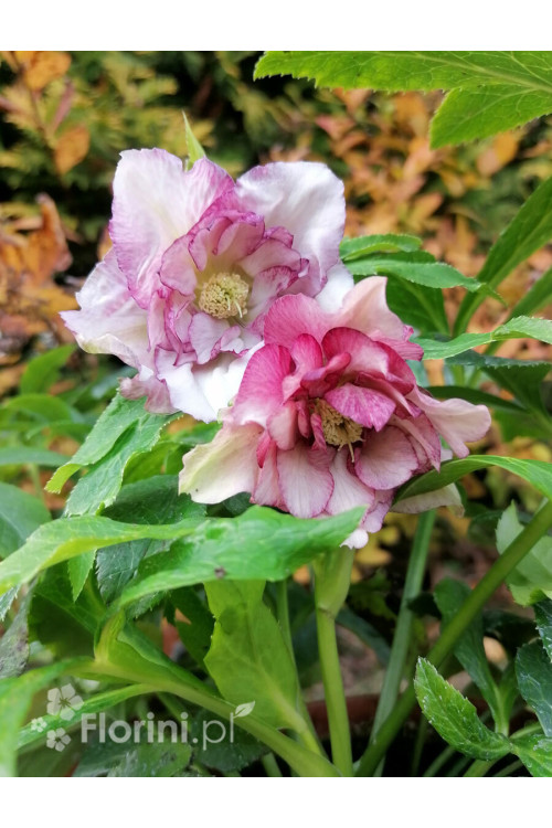 Ciemiernik orientalny 'Double Ellen Picotee' | Helleborus orientalis