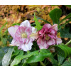 Ciemiernik orientalny 'Double Ellen Picotee' | Helleborus orientalis