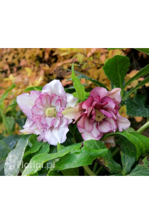 Ciemiernik orientalny 'Double Ellen Picotee' | Helleborus orientalis