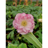 Ciemiernik orientalny 'Double Ellen Picotee' | Helleborus orientalis