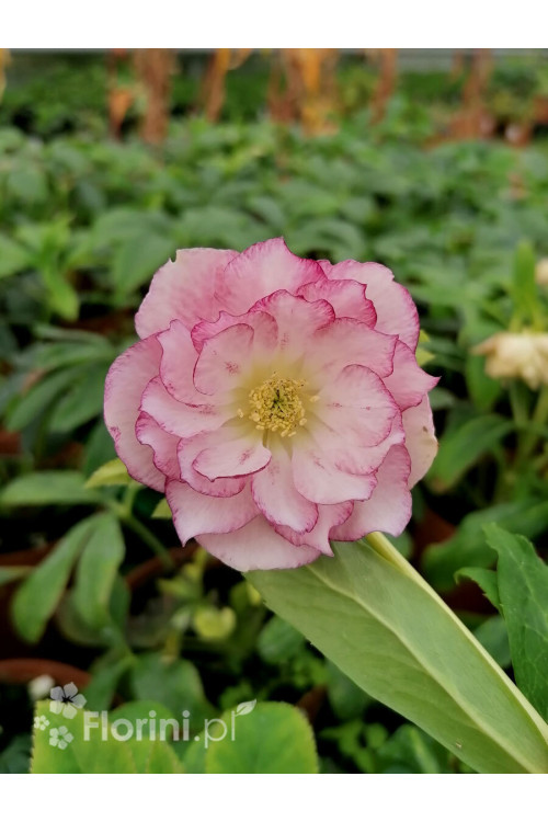 Ciemiernik orientalny 'Double Ellen Picotee' | Helleborus orientalis