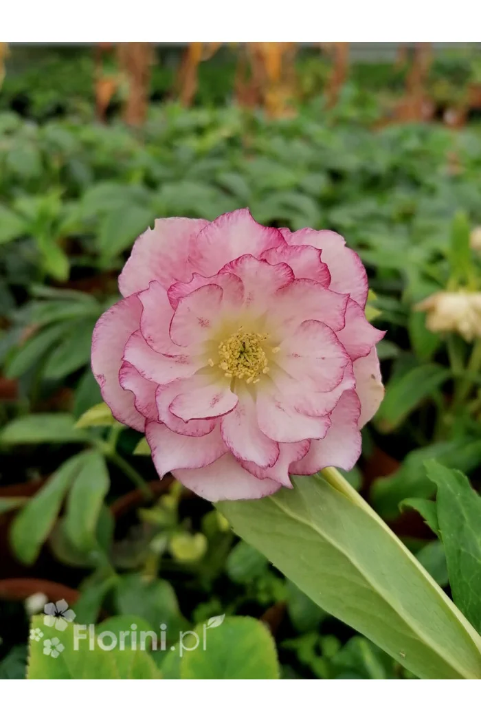 Ciemiernik orientalny 'Double Ellen Picotee' | Helleborus orientalis