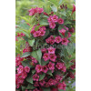 Krzewuszka cudowna 'Bristol Ruby' Weigela florida