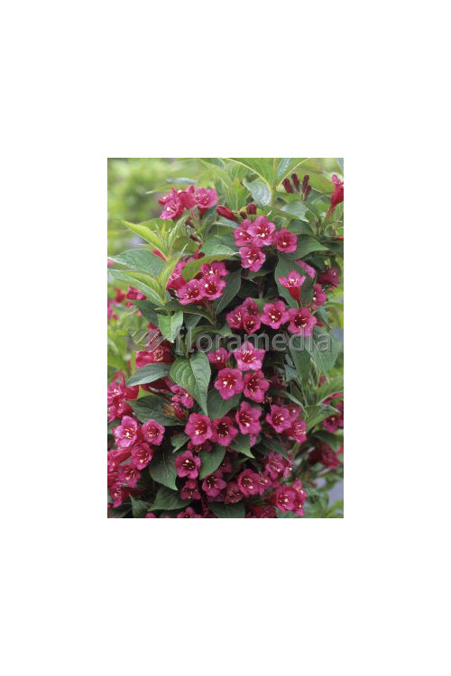 Krzewuszka cudowna 'Bristol Ruby' Weigela florida