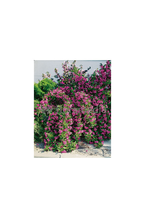 Krzewuszka cudowna 'Bristol Ruby' Weigela florida