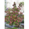 Krzewuszka cudowna 'Bristol Ruby' Weigela florida