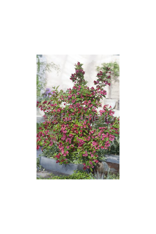 Krzewuszka cudowna 'Bristol Ruby' Weigela florida