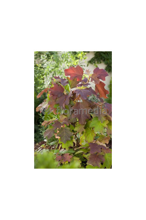 Hortensja dębolistna 'Amethyst' Hydrangea quercifolia