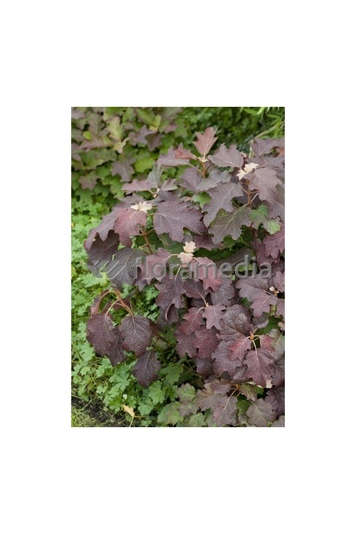 Hortensja dębolistna 'Amethyst' Hydrangea quercifolia