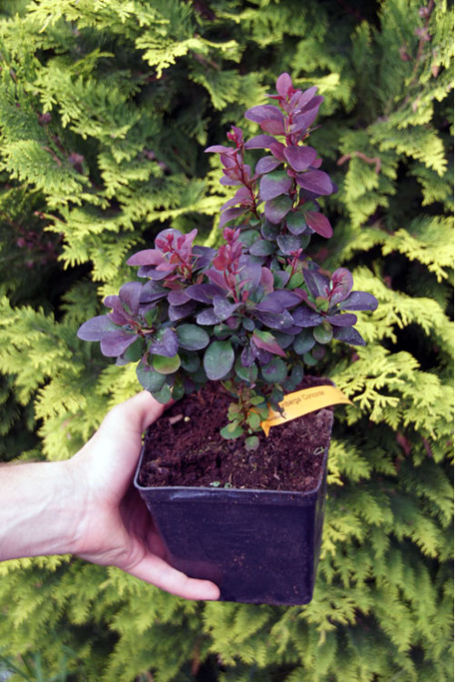 Berberys Thunberga 'Concorde' | Berberis thunbergii