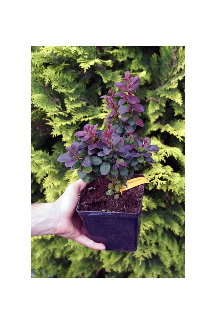 Berberys Thunberga 'Concorde' | Berberis thunbergii