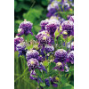 Orlik 'Winky Blue and White Double' | Aquilegia vulgaris