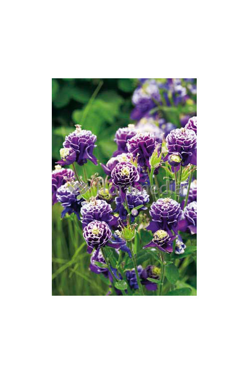 Orlik 'Winky Blue and White Double' | Aquilegia vulgaris