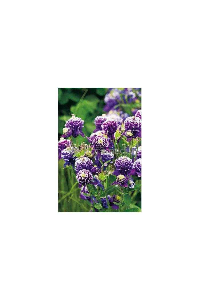 Orlik 'Winky Blue and White Double' | Aquilegia vulgaris