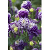 Orlik 'Winky Blue and White Double' | Aquilegia vulgaris