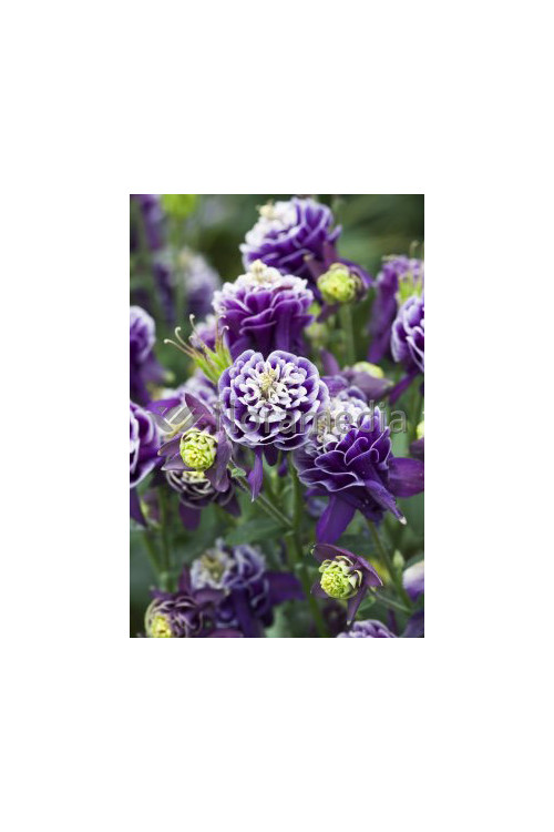 Orlik 'Winky Blue and White Double' | Aquilegia vulgaris