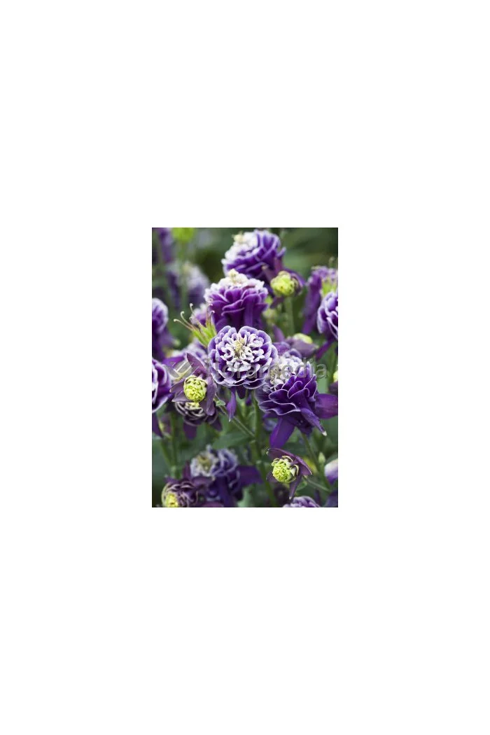 Orlik 'Winky Blue and White Double' | Aquilegia vulgaris