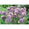 Orlik 'Winky Blue and White Double' | Aquilegia vulgaris