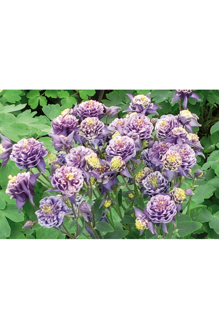 Orlik 'Winky Blue and White Double' | Aquilegia vulgaris