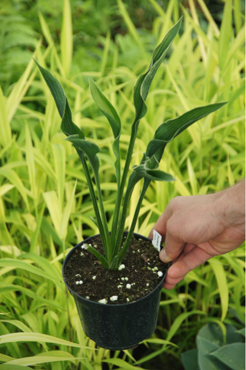 Funkia 'Praying Hands' | Hosta