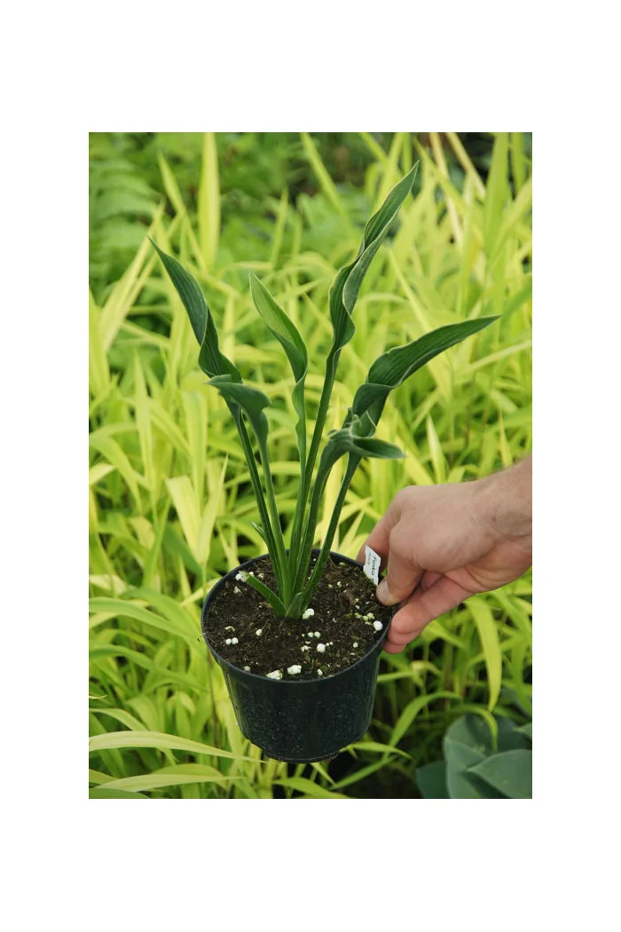 Funkia 'Praying Hands' | Hosta