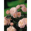 Róża 'Carcassonne Castle' (rabatowa) Rosa