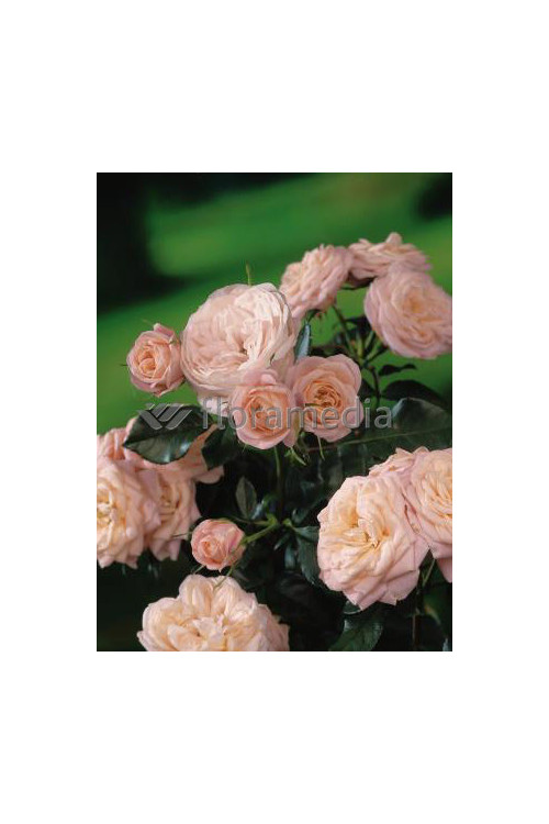 Róża 'Carcassonne Castle' (rabatowa) Rosa