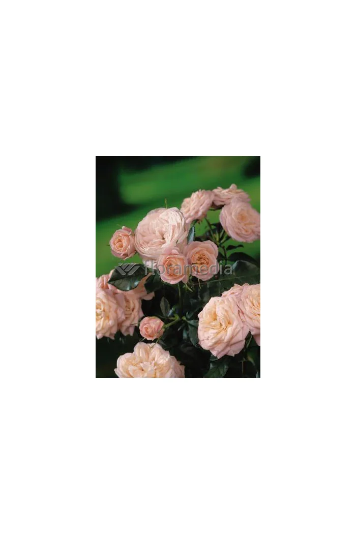 Róża 'Carcassonne Castle' (rabatowa) Rosa