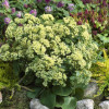 Rozchodnik karpacki 'Sunkissed' Sedum telephium