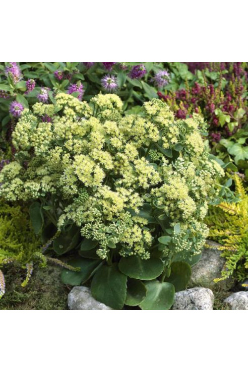 Rozchodnik karpacki 'Sunkissed' Sedum telephium
