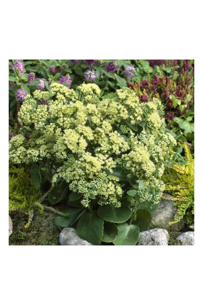 Rozchodnik karpacki 'Sunkissed' Sedum telephium