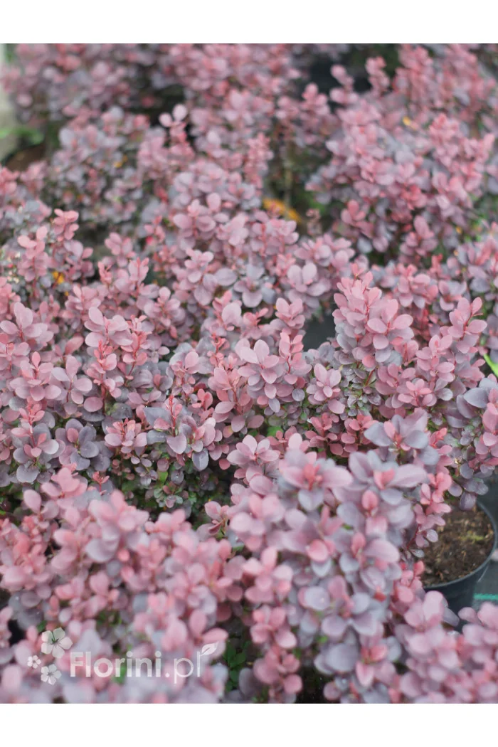 Berberys Thunberga 'Concorde' | Berberis thunbergii