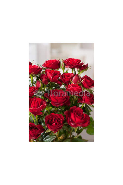 Róża 'Potala Castle' (rabatowa) Rosa