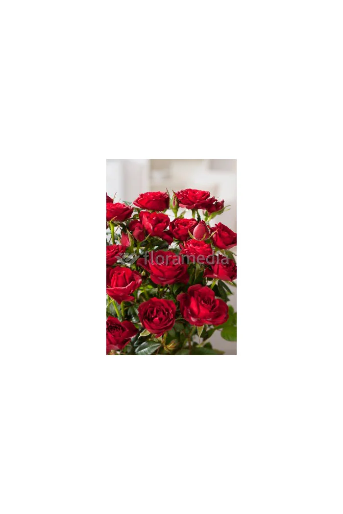 Róża 'Potala Castle' (rabatowa) Rosa