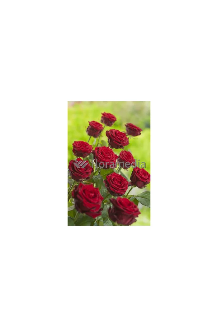 Róża 'Potala Castle' (rabatowa) Rosa