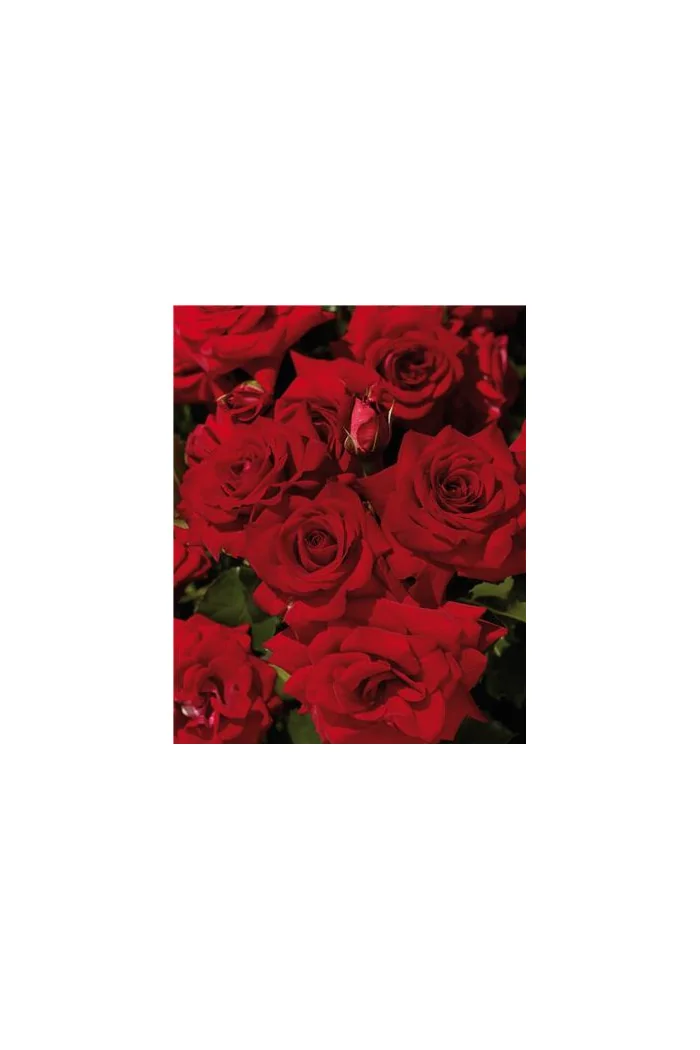 Róża 'Potala Castle' (rabatowa) Rosa