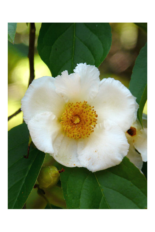 Stewarcja kameliowata | Stewartia pseudocamellia
