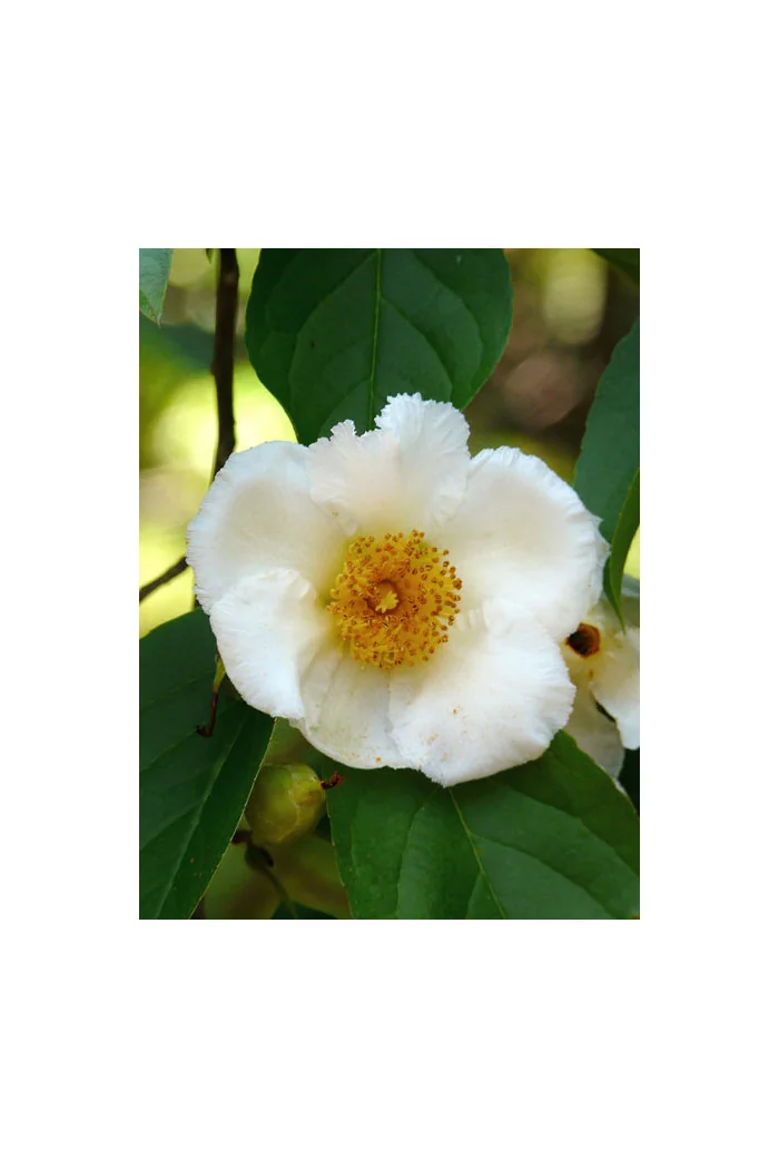 Stewarcja kameliowata | Stewartia pseudocamellia