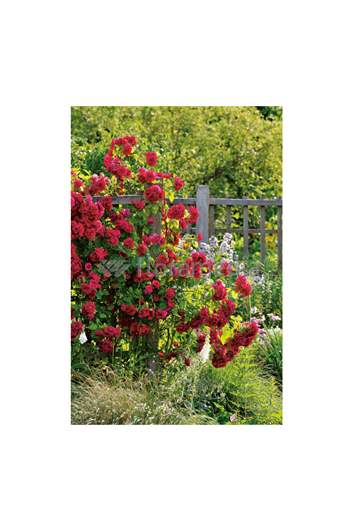 Róża 'Farruca Courtyard' (pnąca, pachnąca) Rosa