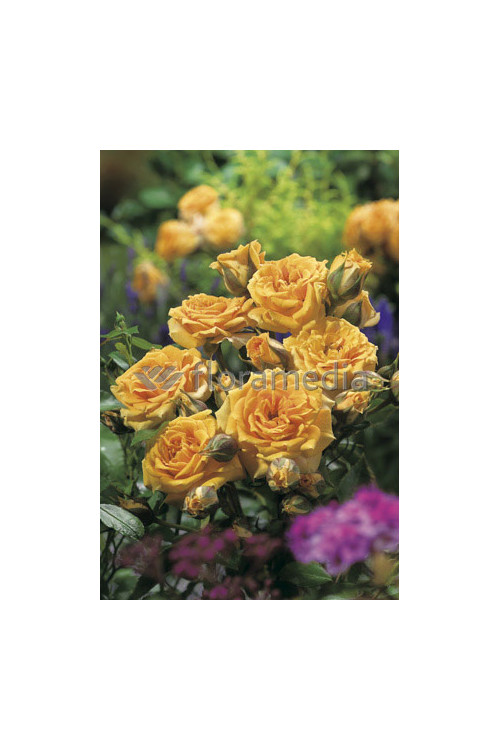 Róża 'Redova Courtyard' (pnąca, pachnąca) Rosa