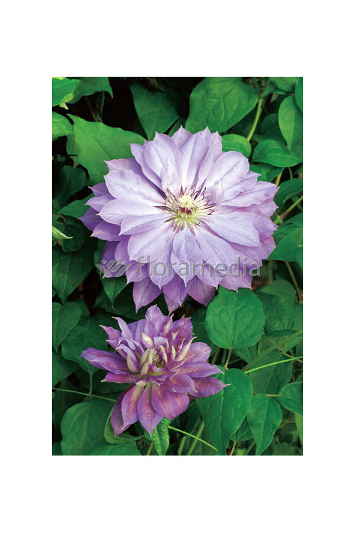 Powojnik 'Teshio' | Clematis