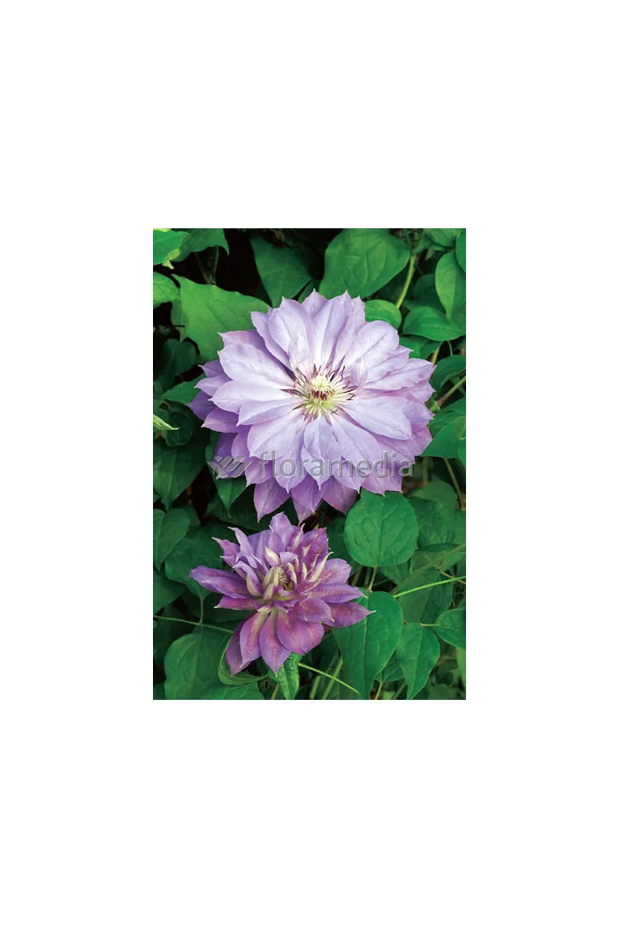 Powojnik 'Teshio' | Clematis