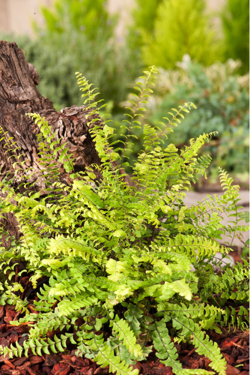 Adiantum stopowate 'Imbricatum' | Adiantum pedatum