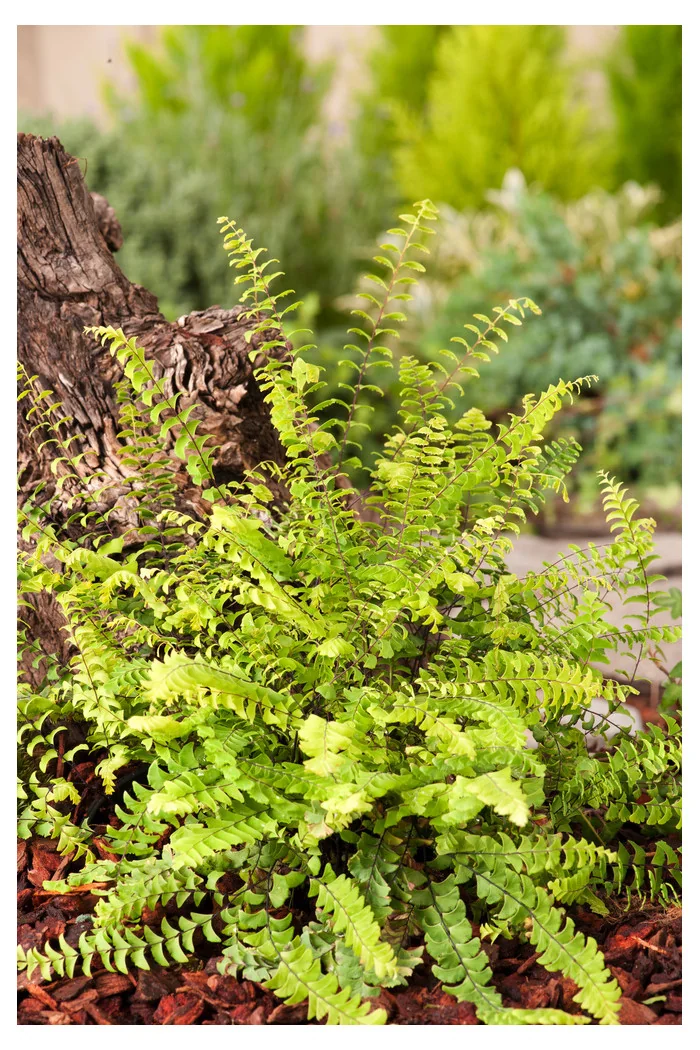 Adiantum stopowate 'Imbricatum' | Adiantum pedatum
