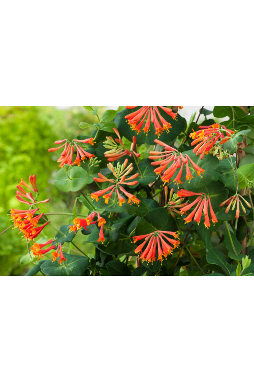 Wiciokrzew Browna 'Dropmore Scarlet' | Lonicera brownii