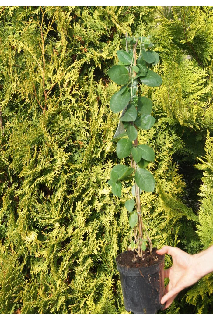 Wiciokrzew Browna 'Dropmore Scarlet' | Lonicera brownii