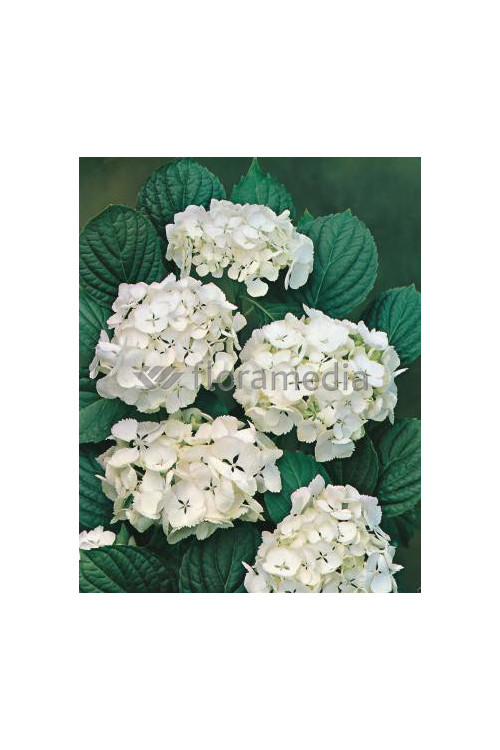 Hortensja ogrodowa 'Caipirinha' | Hydrangea macrophylla