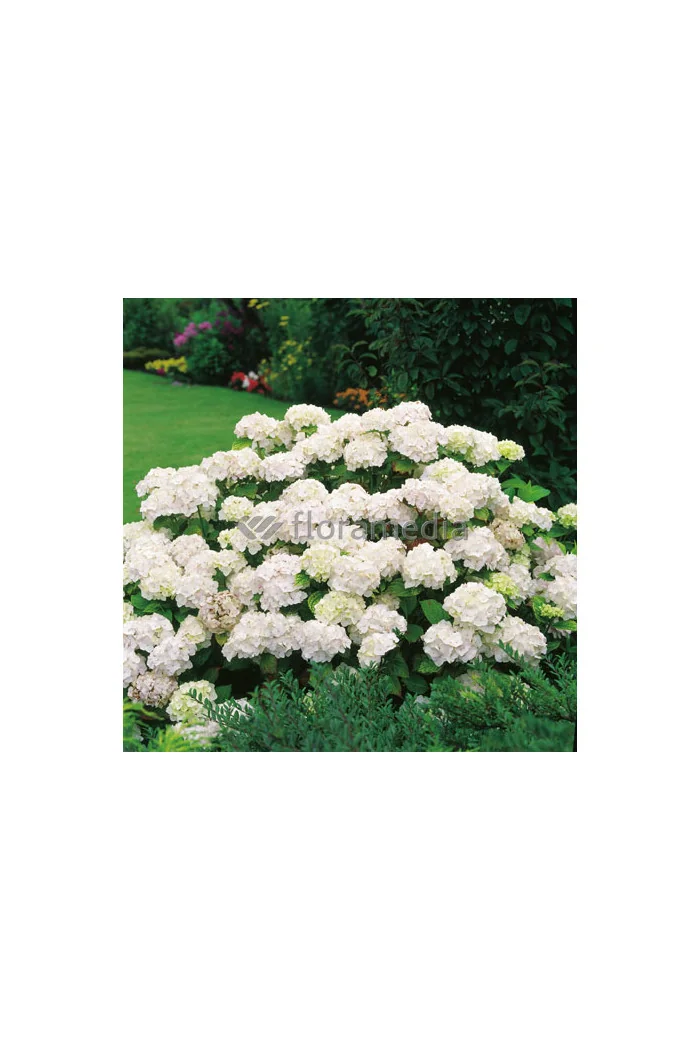 Hortensja ogrodowa 'Caipirinha' | Hydrangea macrophylla