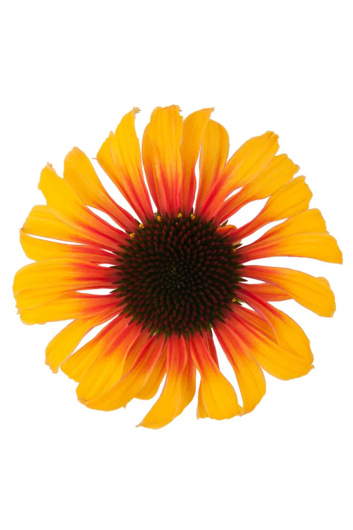 Jeżówka 'Sombrero Special Halo Yellow' | Echinacea