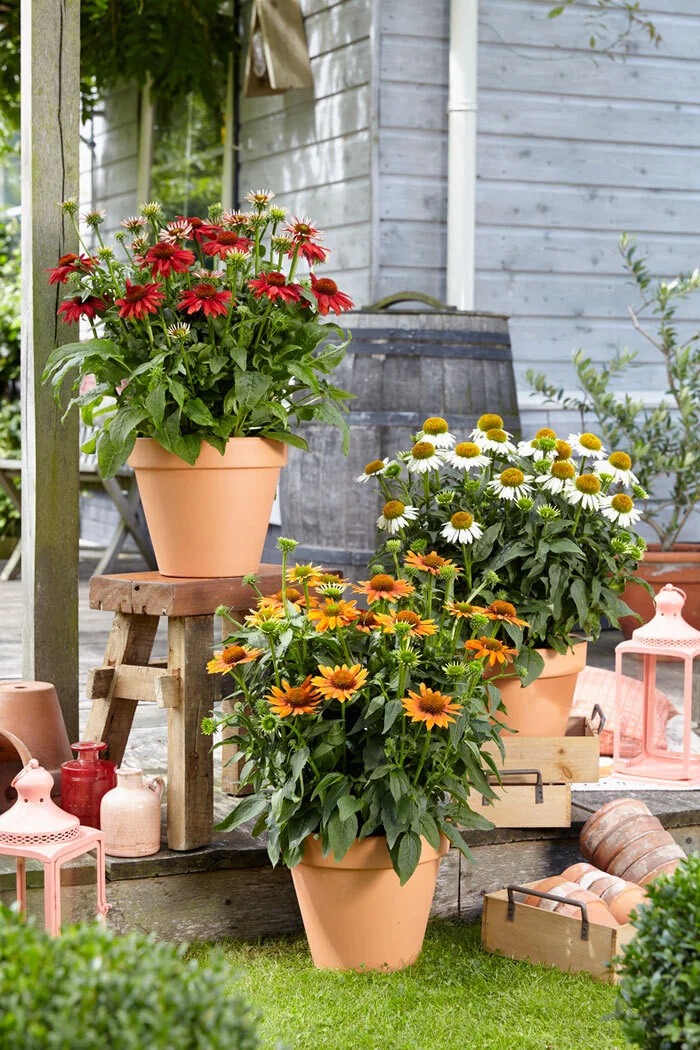 Jeżówka 'Sombrero Salsa Red' | Echinacea